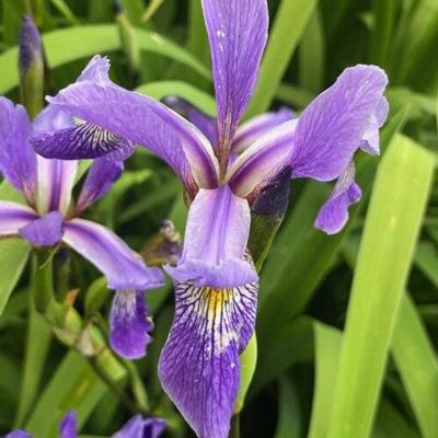 Iris versicolor 'Purple Flame'